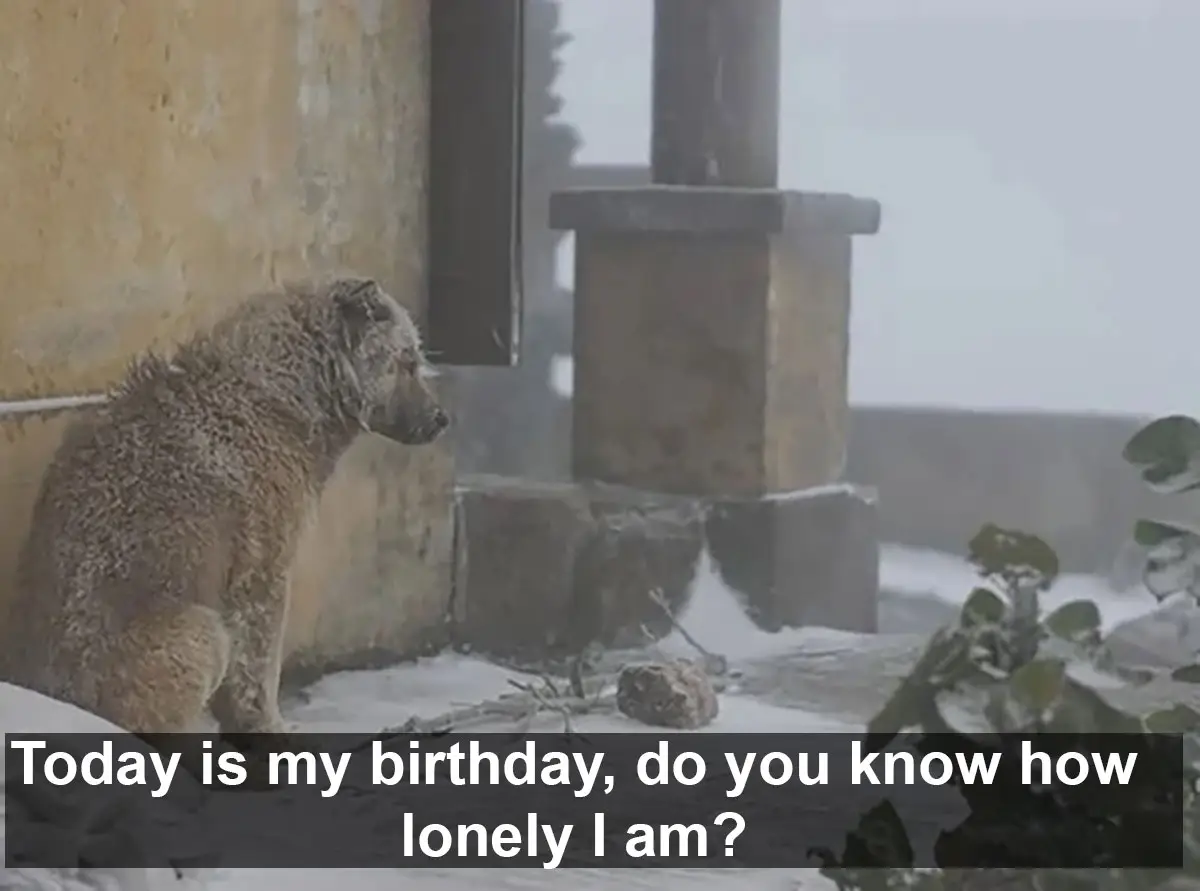 Today is my birthday, do you know how lonely I am?