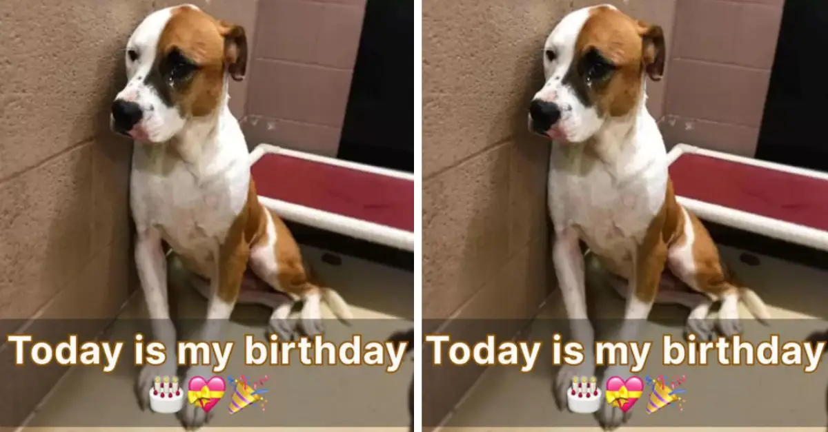 The dog wholeheartedly waited for his owner to arrive on his birthday after 2 years at the shelter