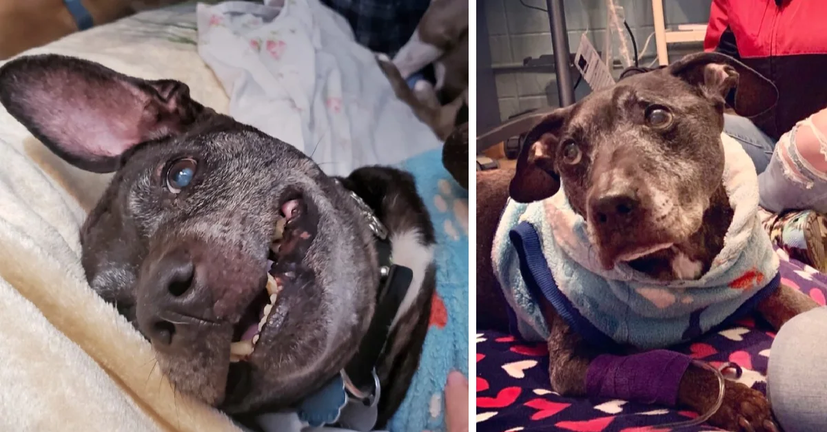 In memory of Frodo, the final surviving canine rescued from Michael Vick’s dogfighting operation