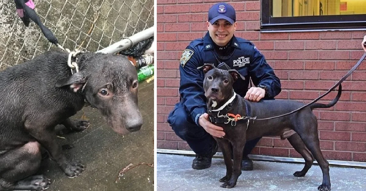 A police officer adopts a stray dog he rescued during a rainstorm