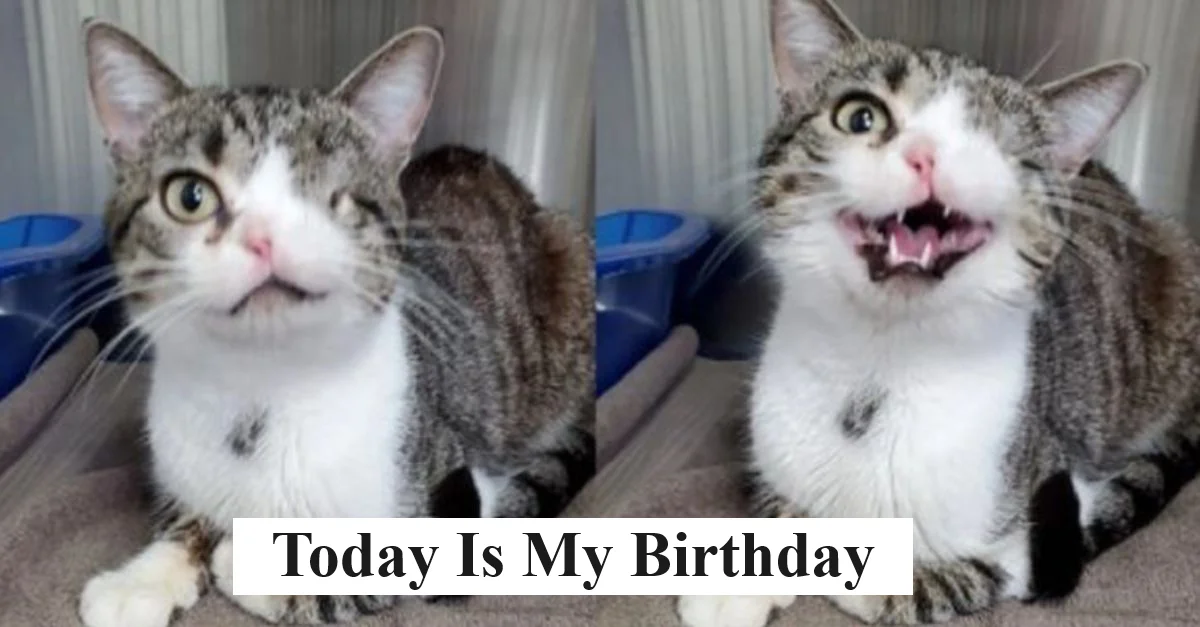 This cat with only one eye and one nostril is waiting for his new owner to pick him up on his birthday