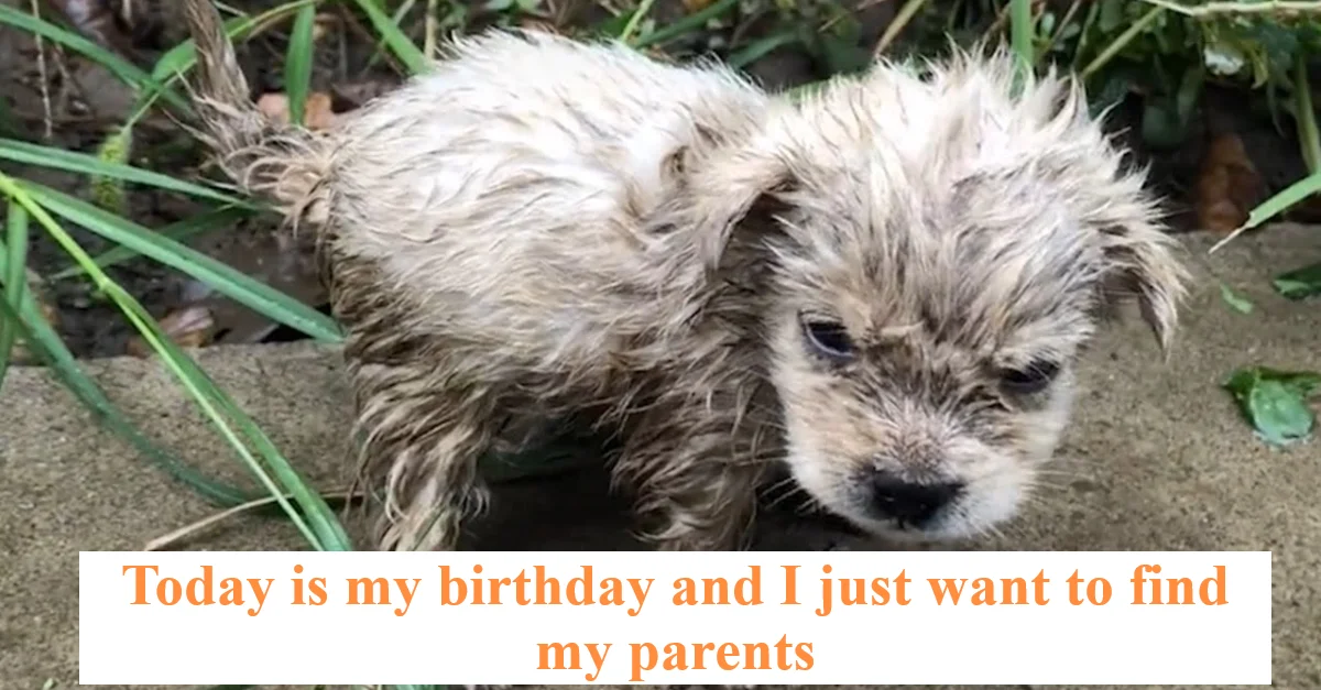 Today is my birthday and I just want to find my parents