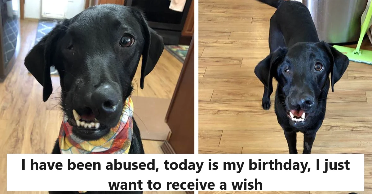 I have been abused, today is my birthday, I just want to receive a wish