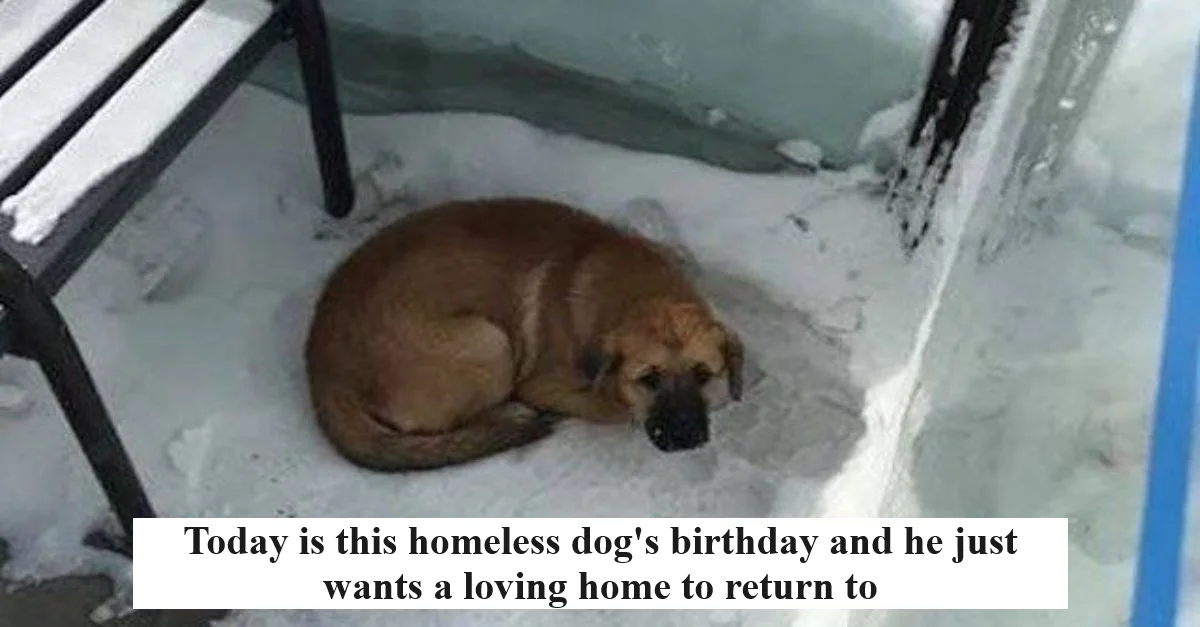 Today is this homeless dog’s birthday and he just wants a loving home to return to