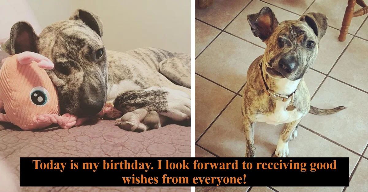 This dog was abused to the point that his face was deformed. Today is her birthday, send her best wishes!