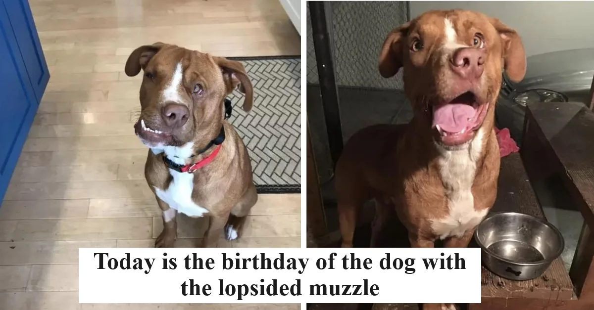 Today is the birthday of the dog with the lopsided muzzle. Please don’t leave without praying for him!