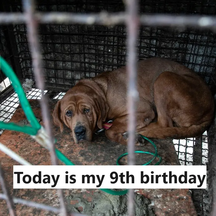 Today is my 9th birthday at the shelter but no one has come to adopt me yet