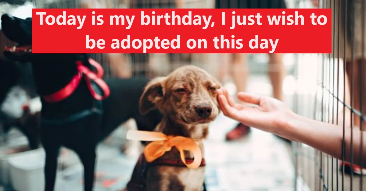 Today is my birthday, I just wish to be adopted on this day