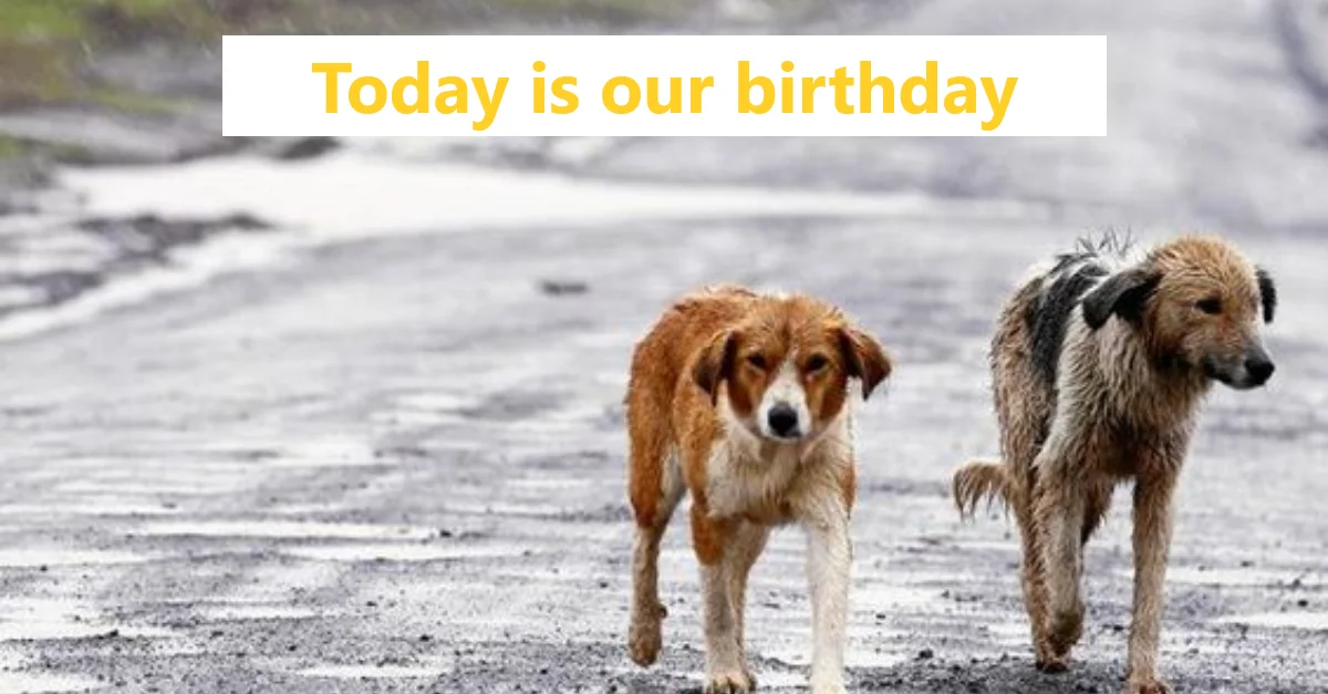 Because we are stray dogs, we don’t get birthday wishes