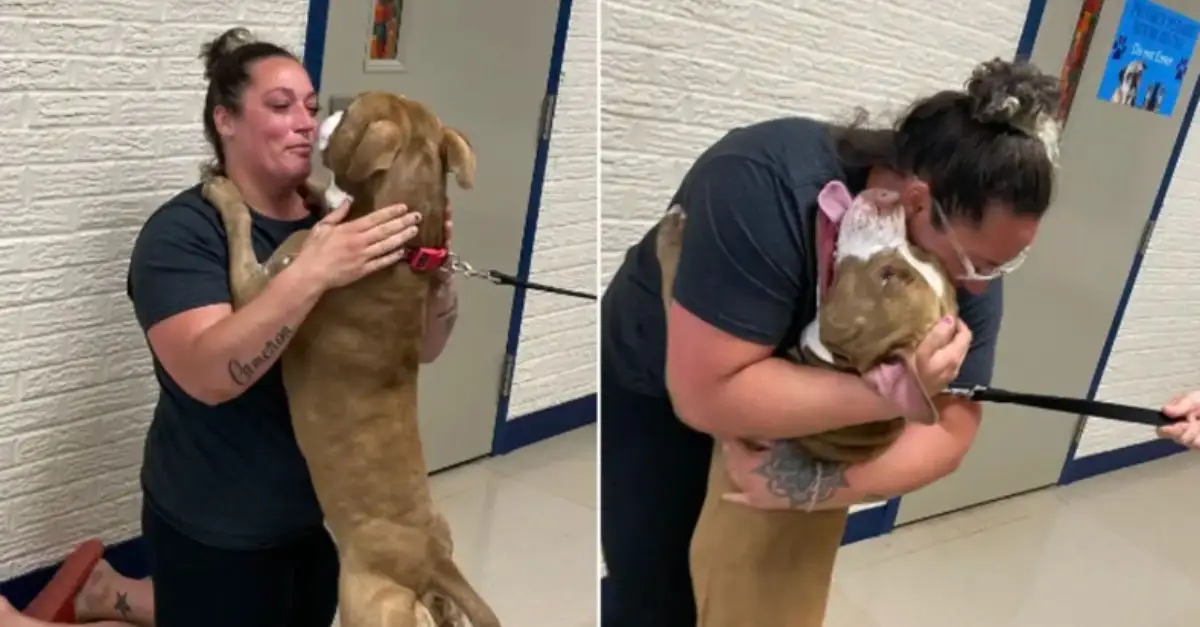 The pit bull is unable to hide his excitement upon reuniting with his mother after a two-year separation