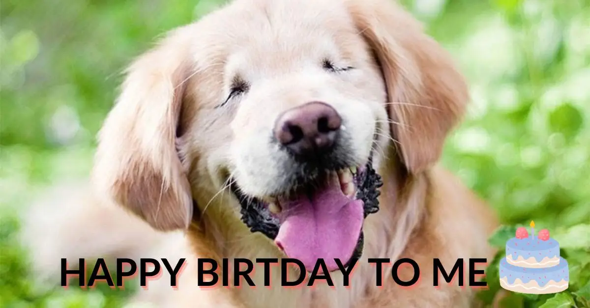 Celebrating a Blind Dog’s Birthday: Discovering Hope in the Midst of Shadows