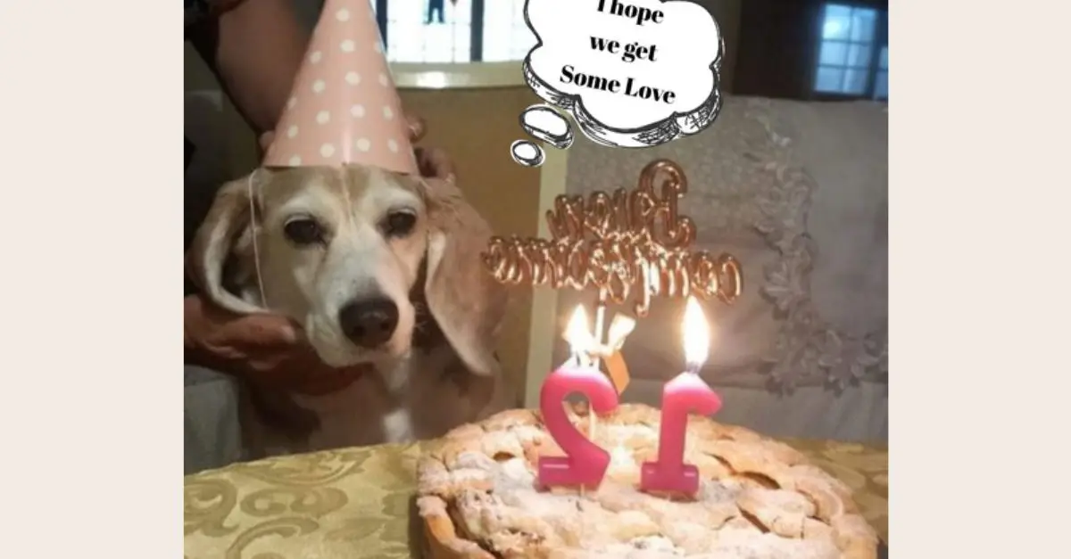 Best wishes on your 12th birthday, dear pup!