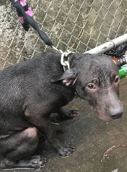 Makeshift Shelter Saves Hundreds of Dogs in Flood-Ravaged Brazil