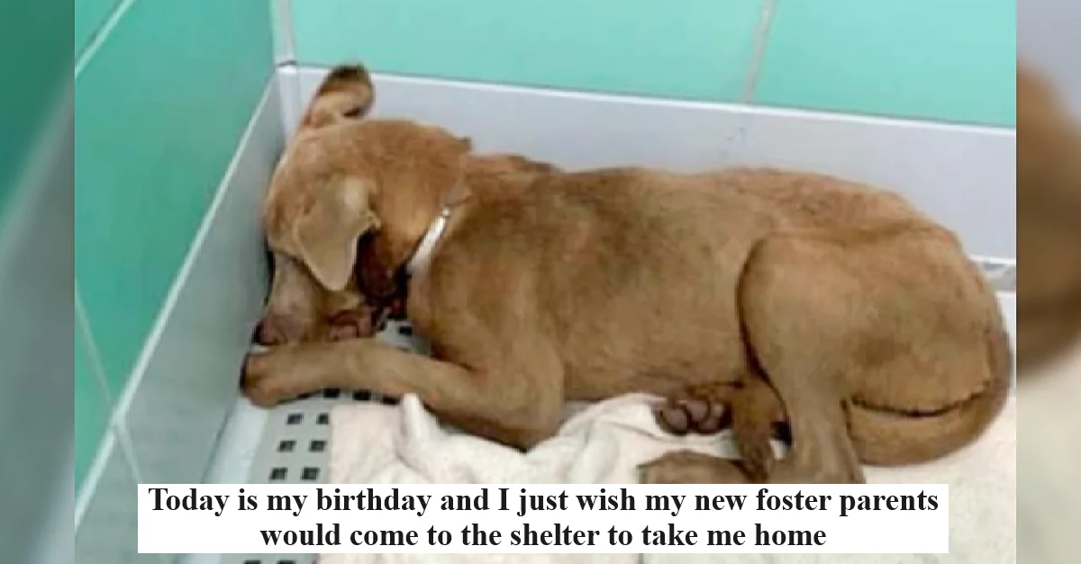 Today is my birthday and I just wish my new foster parents would come to the shelter to take me home