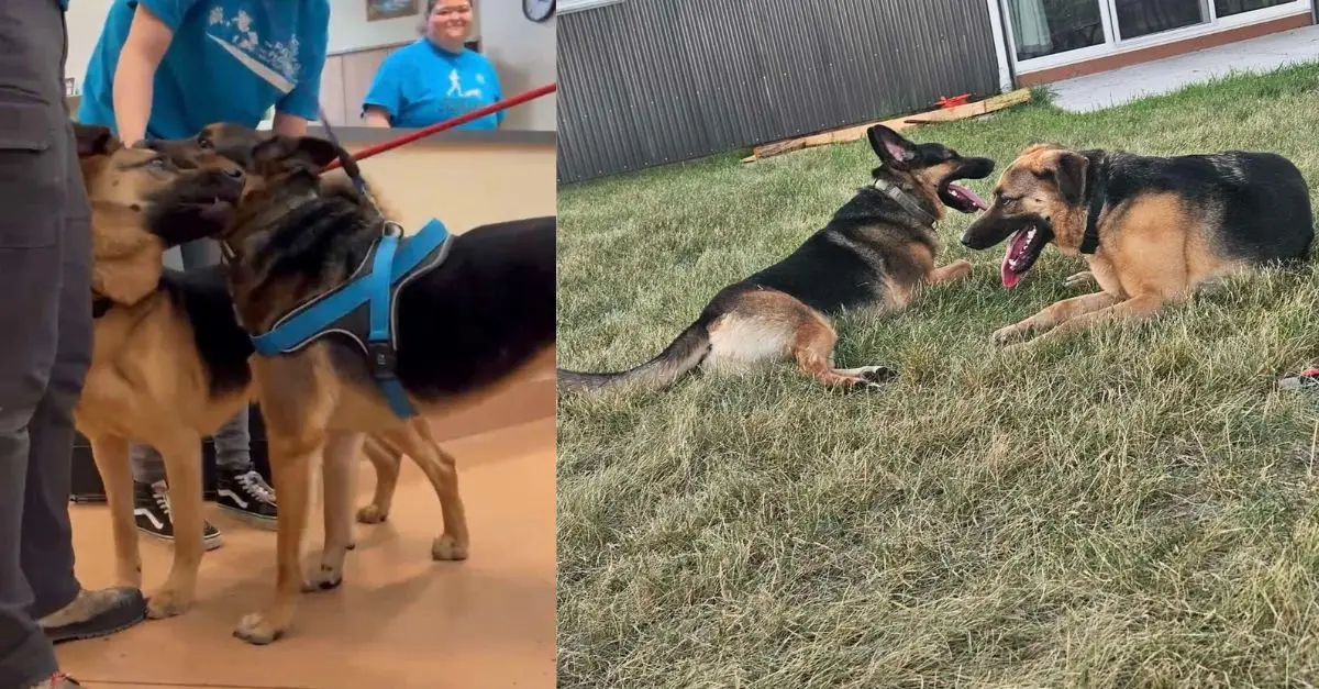 The two dogs have been together for months at the shelter and now they will be sharing a home