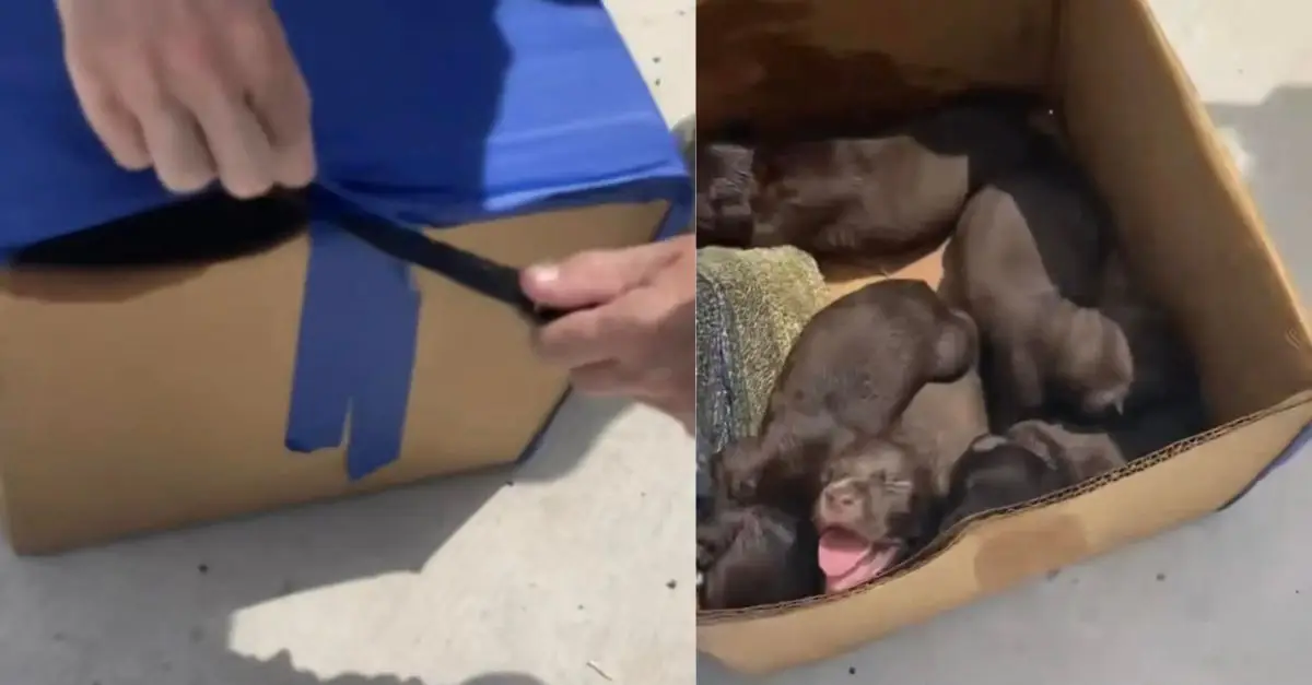 Young animals are calling out from a box abandoned in a dumpster, in the hopes that someone will hear them