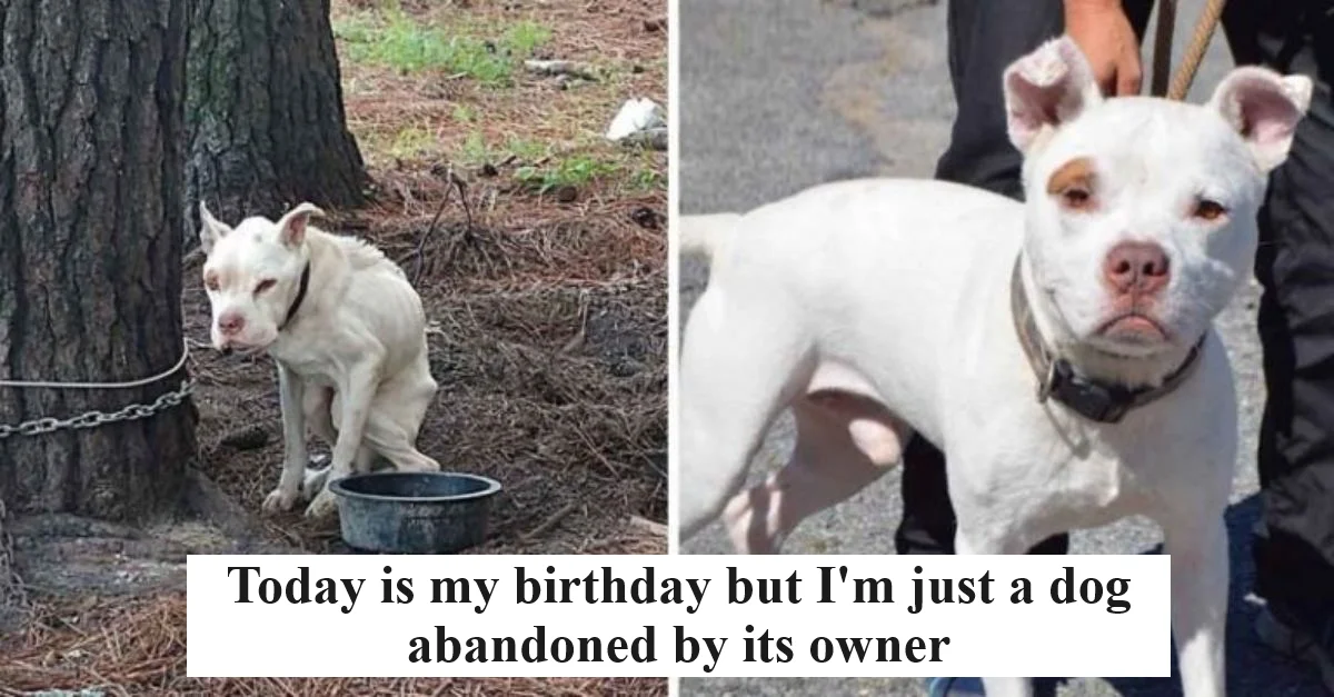 Today is my birthday but I’m just a dog abandoned by its owner so I don’t receive any wishes