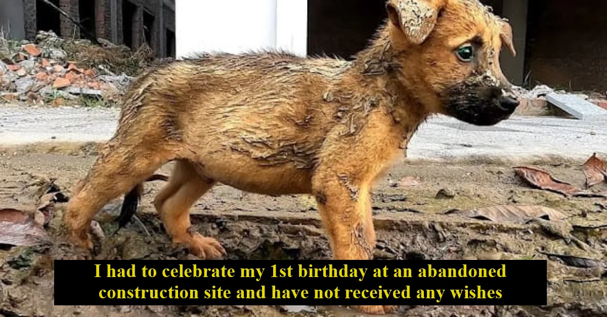 I had to celebrate my 1st birthday at an abandoned construction site and have not received any wishes