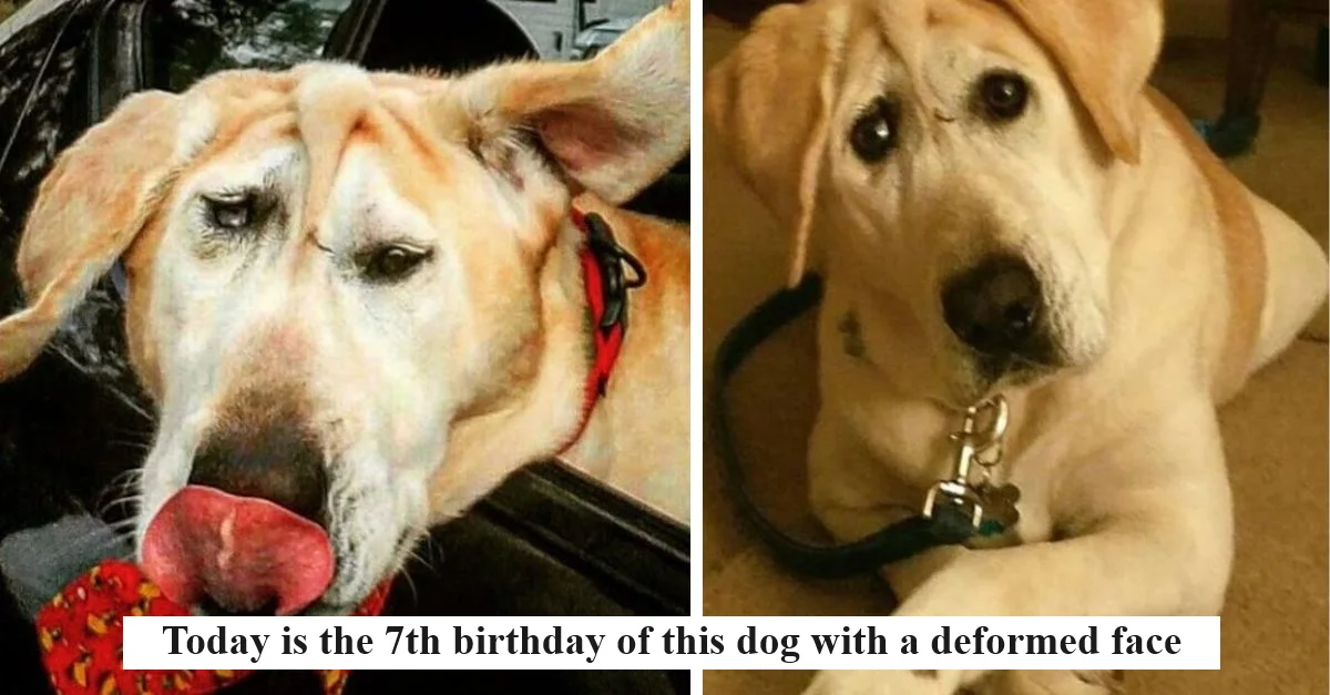 Today is the 7th birthday of this dog with a deformed face, but he has never received a single wish