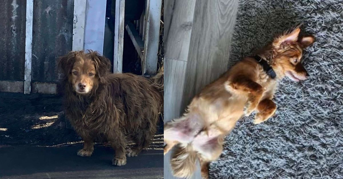 The dog abandoned at the auto body shop has undergone a remarkable transformation