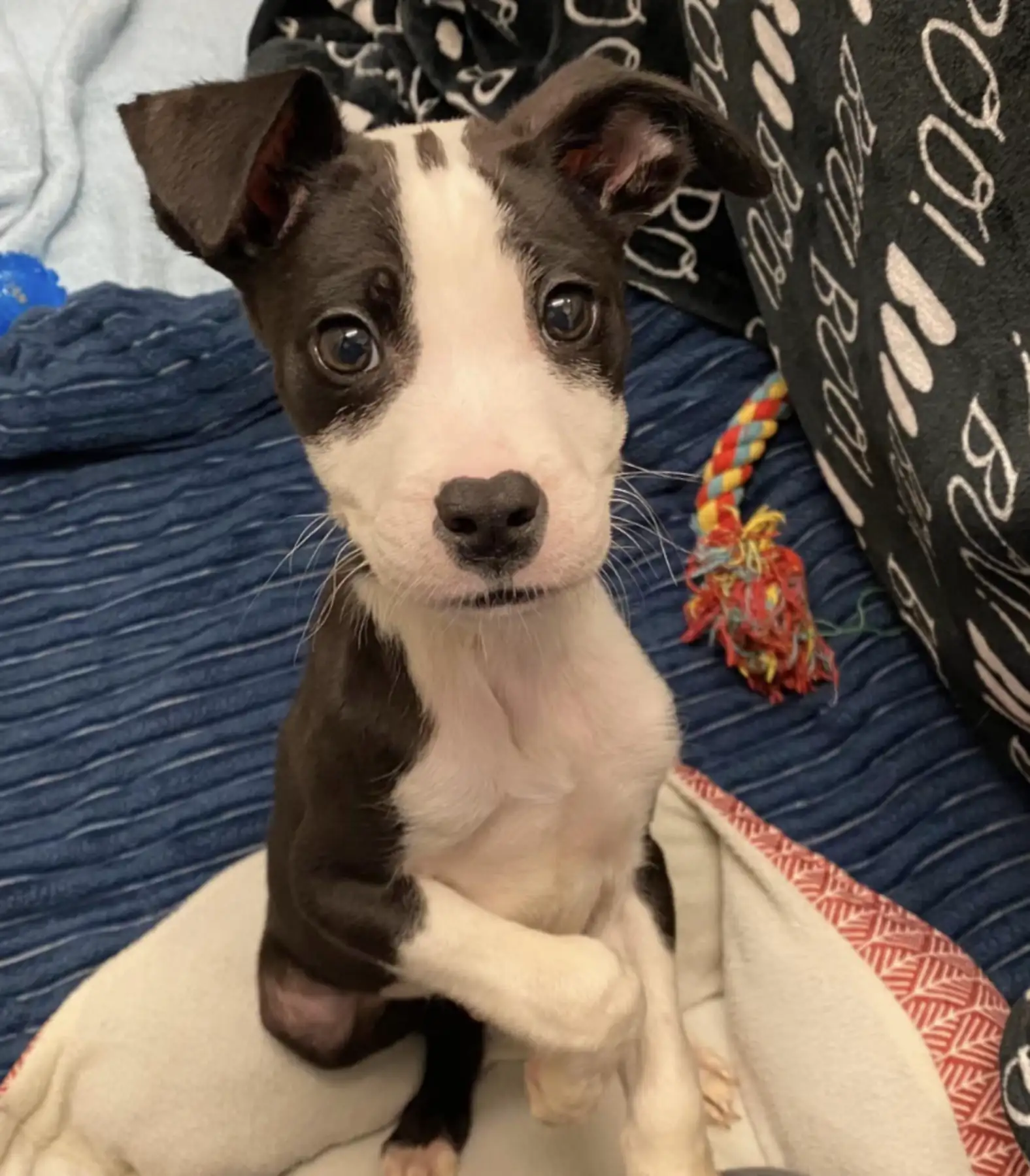 The story of Smokey the dog’s steadfast hope when he was not adopted for 4 years at the shelter