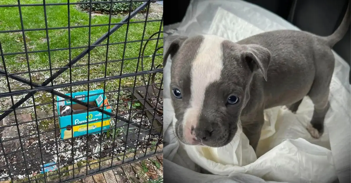 A kind person rescues an adorable baby left alone in a diaper box