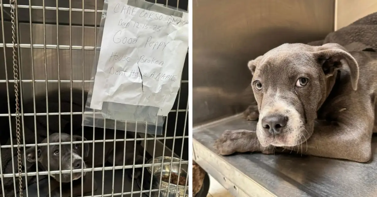 Rescuers discover a dog ‘whimpering’ outside shelter, left behind with just a brief note