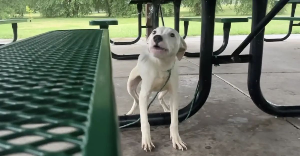 A young dog abandoned and tethered to a picnic bench pleads for assistance from a passerby