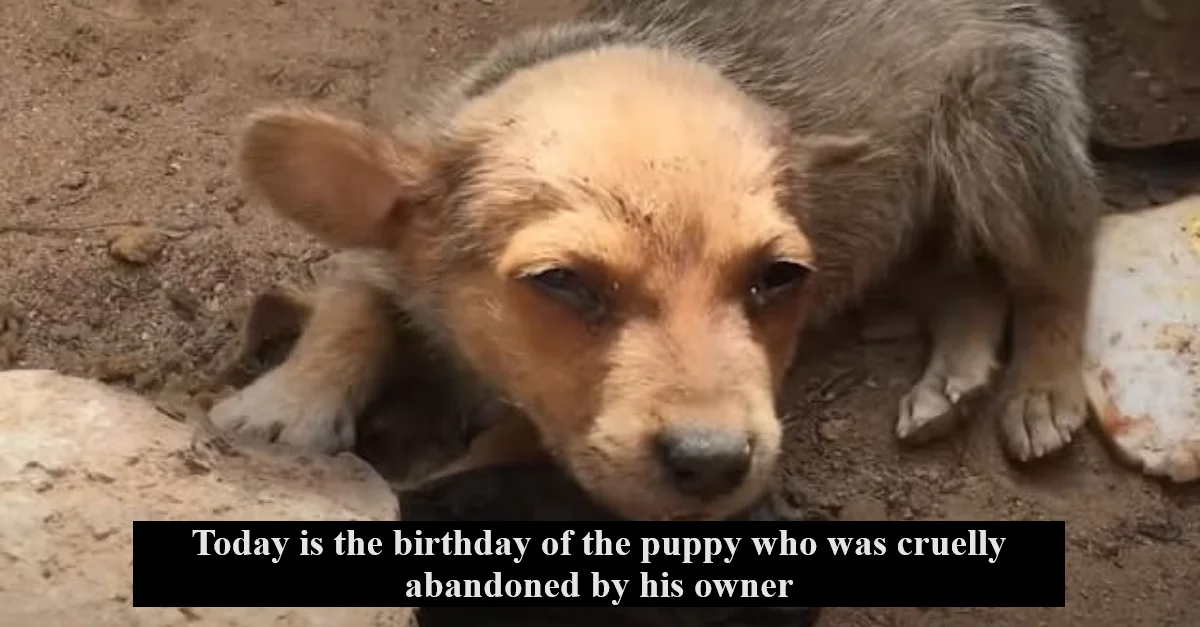 Today is the birthday of the puppy who was cruelly abandoned by his owner