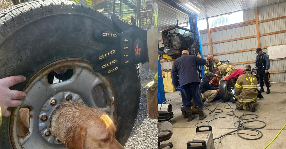 Firefighters from New Jersey rush to assist a Yellow Labrador trapped in a spare tire