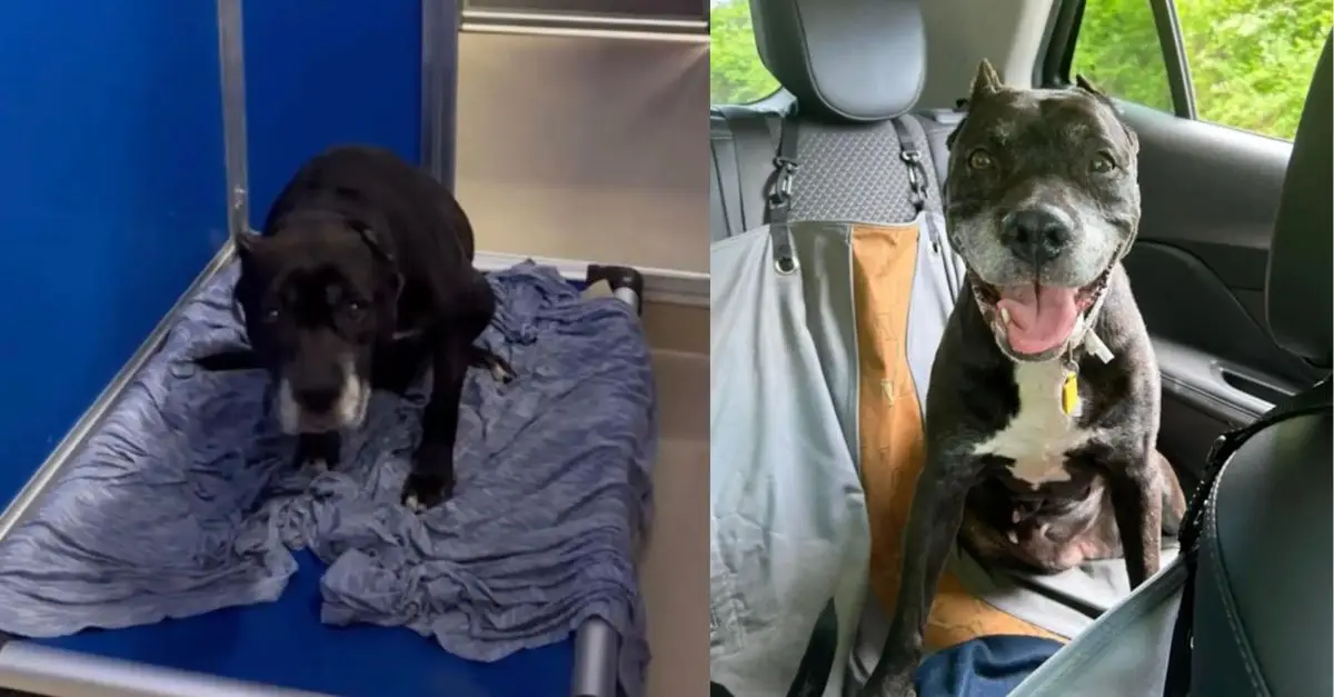 Surrendered 14-year-old pit bull receives a chance for a new life and a dramatic transformation