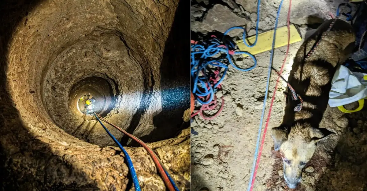 Rescuers are taken aback when they see a dog trapped 60 feet underground