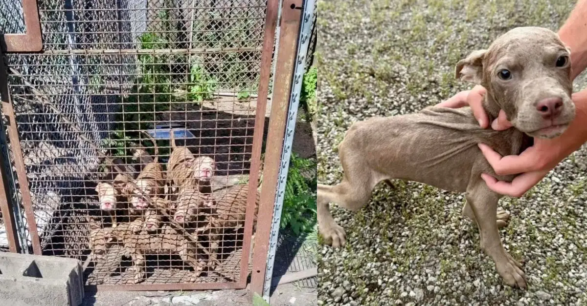 The puppies never strayed from each other’s side, even after being abandoned on a discarded mattress