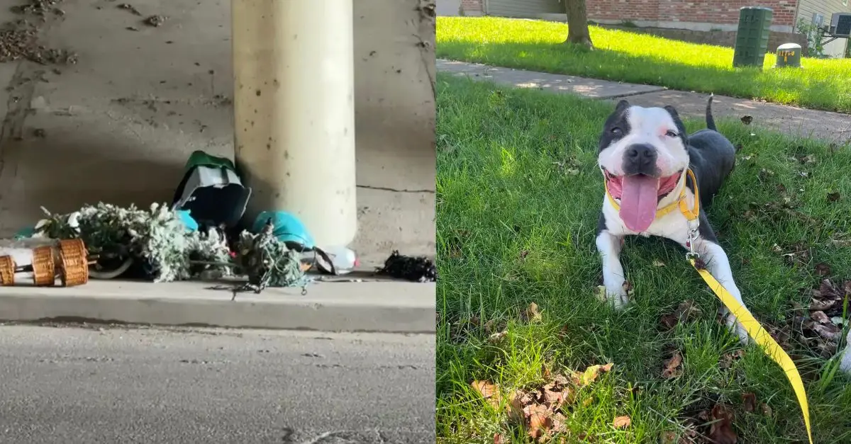 The driver noticed a heap of garbage beneath the highway, and then witnessed a small face emerging