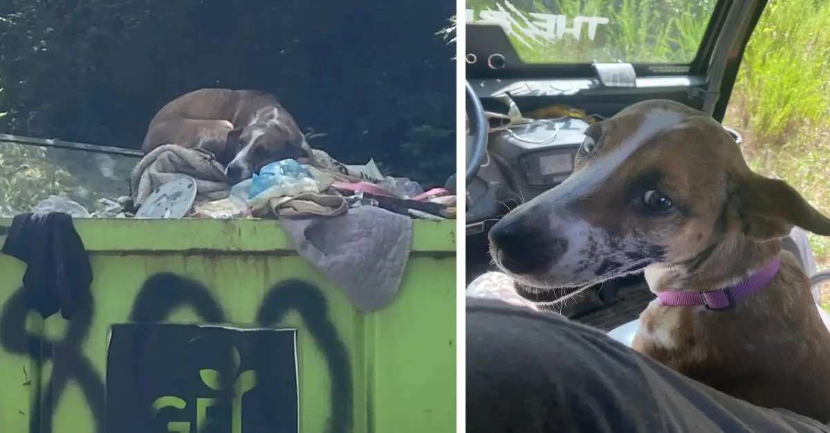 The dog, who was thrown in a dumpster for peeing indoors, is astonished by the stark contrast in its current life