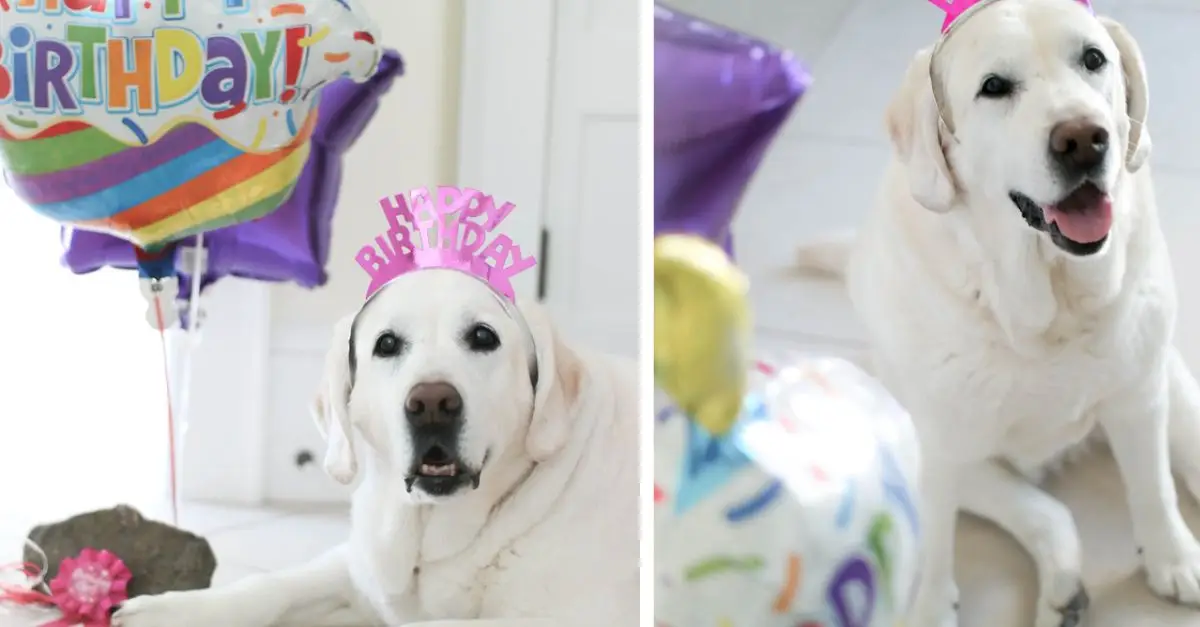 Celebrating her 14th birthday: Bella, the golden retriever, throws a beautiful party