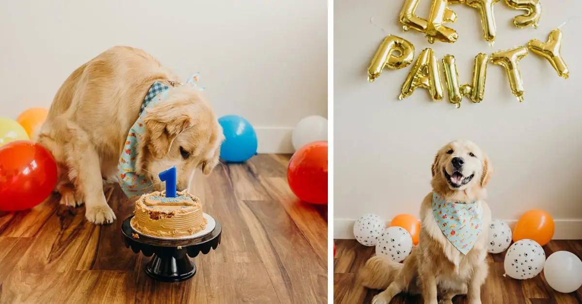 Eagle, a golden retriever in training, celebrates his first birthday with a fantastic cake smash. Let’s give a wish to this lovely dog!