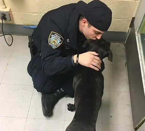 A celestial puppy suddenly emerges as the family lays their beloved elderly dog to rest