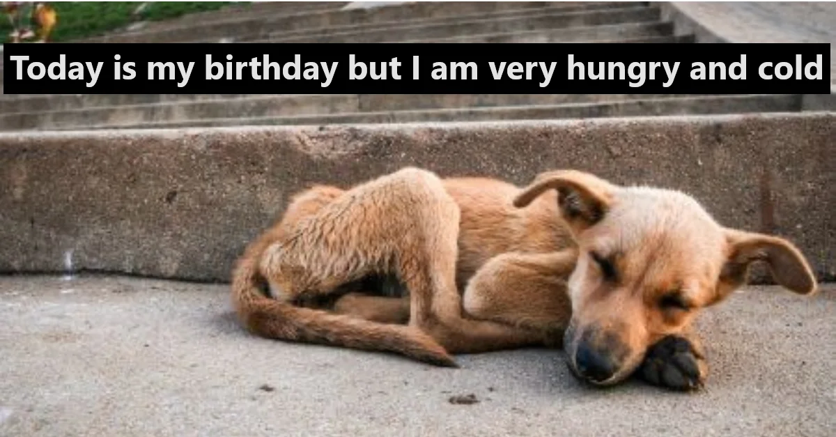 Today is my birthday but I am very hungry and cold