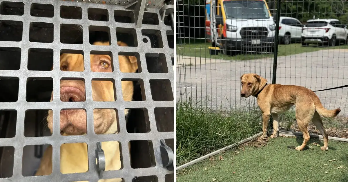 The Shar-pei saved from mistreatment is overwhelmed with relief to be in a safe environment at last