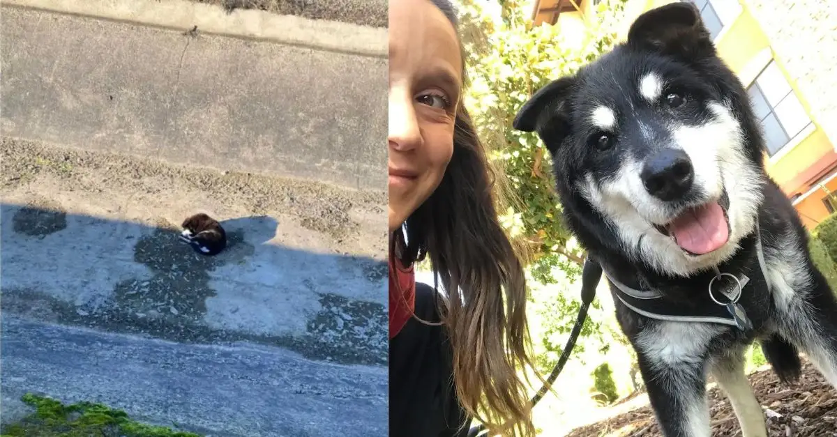 A dog walker discovers a seemingly lifeless dog in the canal, but manages to revive him