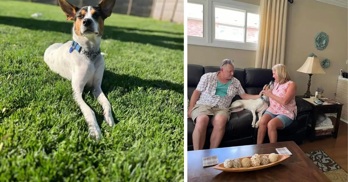 A rescue dog finds comfort in the arms of his new family on the day of adoption