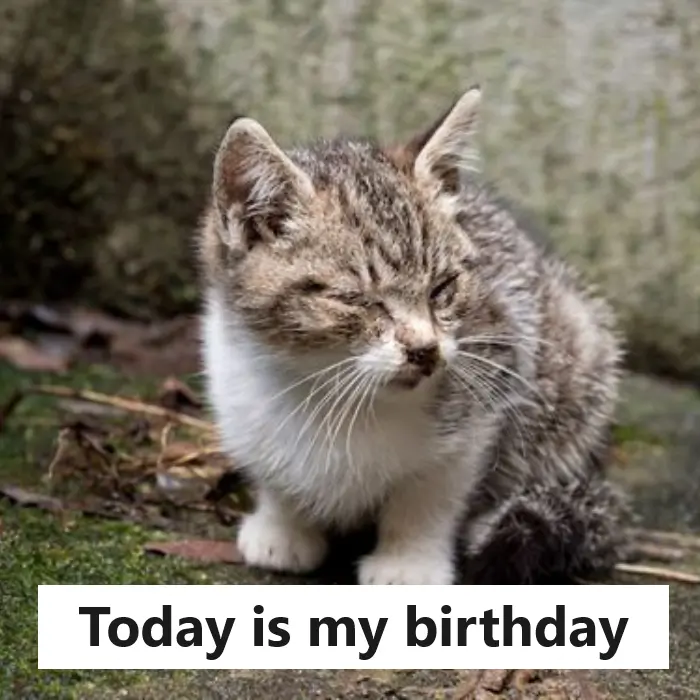 I’m just a blind cat so I didn’t get any birthday wishes