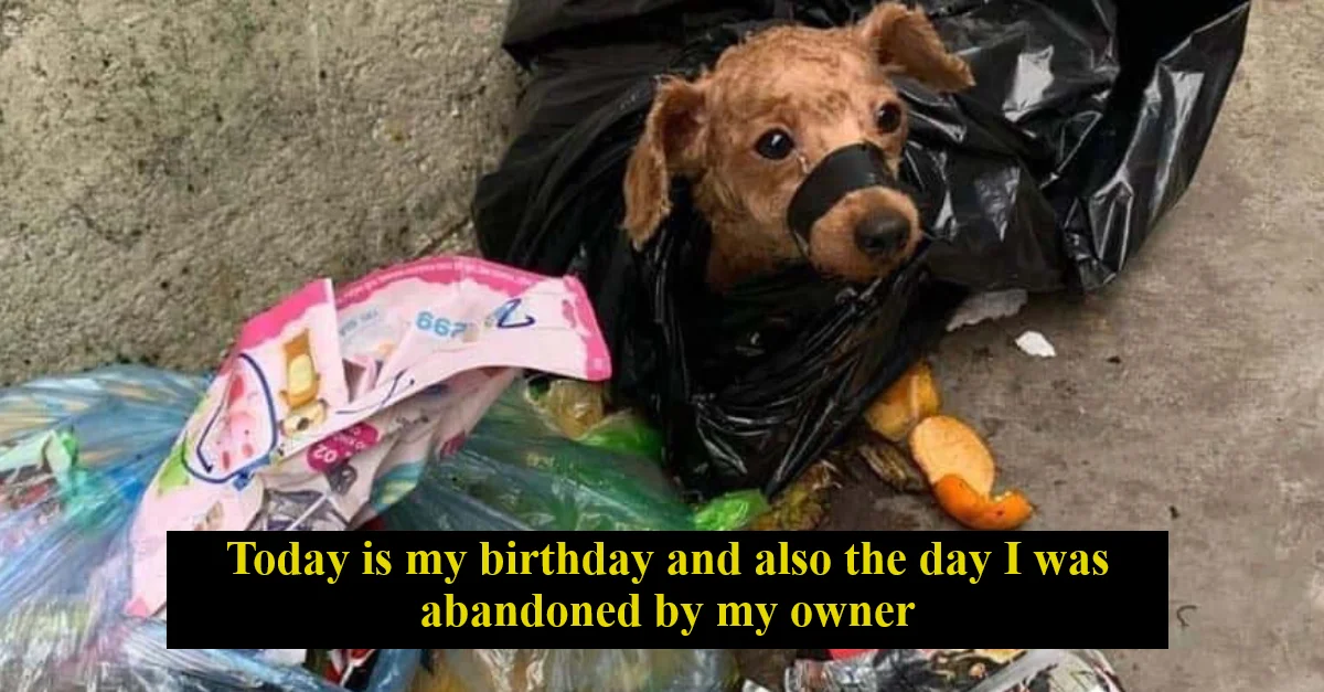 Today is my birthday and also the day I was abandoned by my owner