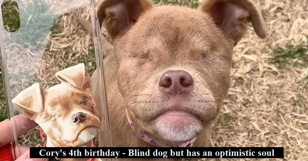 Cory’s 4th birthday – Blind dog but has an optimistic soul