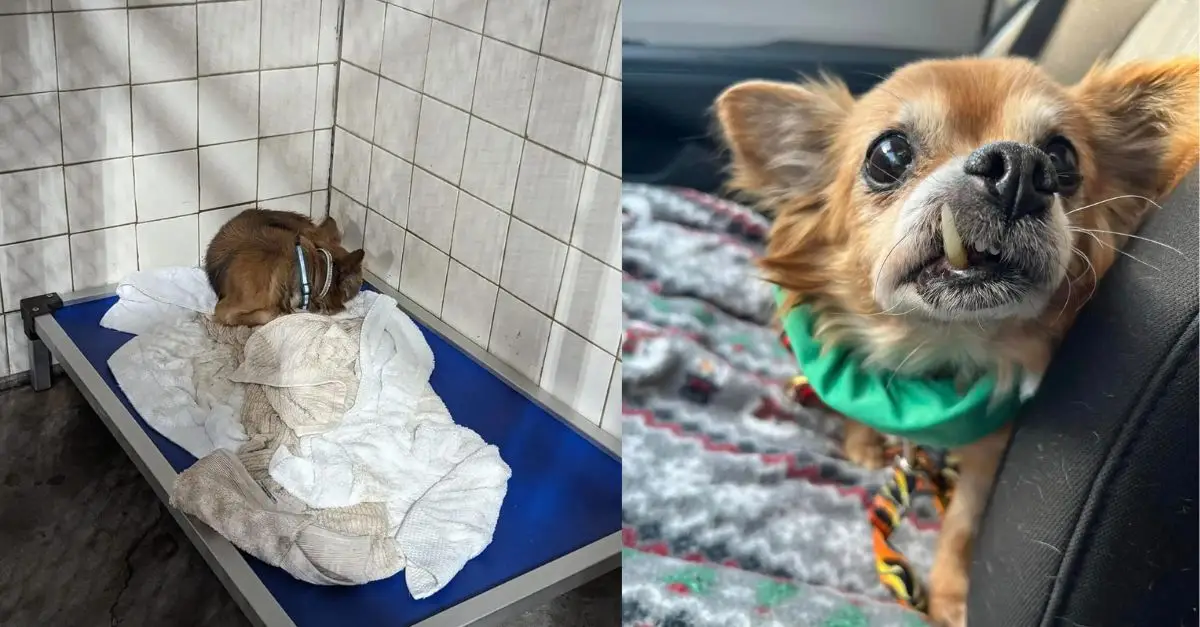 Elderly Shelter Dog Nearly Loses Faith In Finding a Forever Home