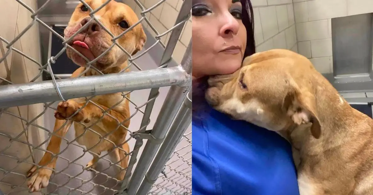 She begged for a second opportunity at the animal shelter, and then everything turned around