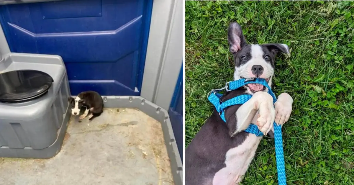 The city worker abruptly halted upon noticing an individual crouched in a Port-A-Potty