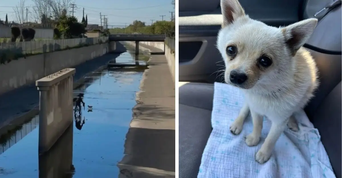 A Small Canine Stuck in a Ditch for Several Days Nearly Loses Faith in Being Rescued