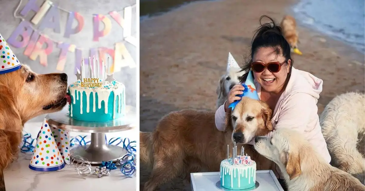 A memorable birthday for the dog